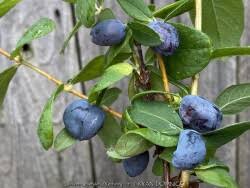 Attēlu rezultāti vaicājumam “Lonicera caerulea var. pallasii fruit”