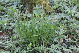 Attēlu rezultāti vaicājumam “Carex sylvatica flower”
