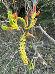 Attēlu rezultāti vaicājumam “Alnus incana female flower”