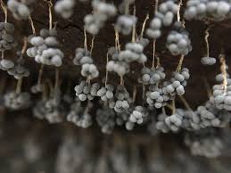 Attēlu rezultāti vaicājumam “Badhamia dubia”