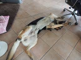 X68K警察沙汰에 대한 이미지 검색결과