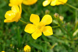 Attēlu rezultāti vaicājumam “Ranunculus acris flower”