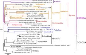 Attēlu rezultāti vaicājumam “Amaurochaete sp.”