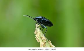 Attēlu rezultāti vaicājumam “Zicrona caerulea”