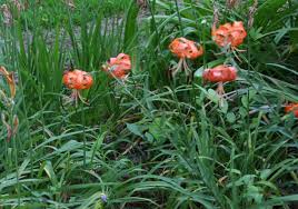 Attēlu rezultāti vaicājumam “Lilium lancifolium”