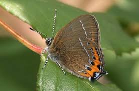 Attēlu rezultāti vaicājumam “Satyrium pruni”