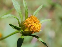 Attēlu rezultāti vaicājumam “Bidens frondosa flower”