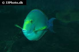 Image result for Acanthurus xanthopterus