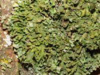 Attēlu rezultāti vaicājumam “Pleurosticta acetabulum”