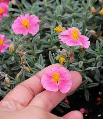 Attēlu rezultāti vaicājumam “Helianthemum nummularium flower”