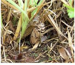 Attēlu rezultāti vaicājumam “Euphydryas maturna pupa”