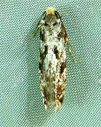 Attēlu rezultāti vaicājumam “Nemapogon cloacella”