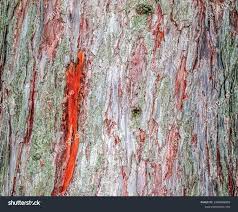 Attēlu rezultāti vaicājumam “Larix decidua var. polonica”