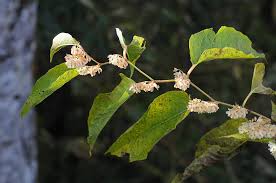 Attēlu rezultāti vaicājumam “Reynoutria sachalinensis leaf”