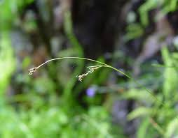 Attēlu rezultāti vaicājumam “Carex capillaris fruit”