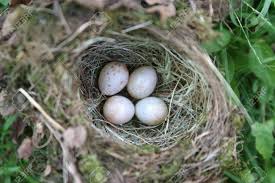 Attēlu rezultāti vaicājumam “Erithacus rubecula eggs”