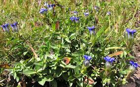 Attēlu rezultāti vaicājumam “Gentiana pneumonanthe flower”