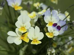 Attēlu rezultāti vaicājumam “Viola arvensis leaf”