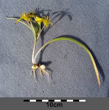 Attēlu rezultāti vaicājumam “Gagea pratensis flower”