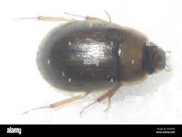 Attēlu rezultāti vaicājumam “Hydrophilidae”