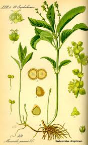 Attēlu rezultāti vaicājumam “Mercurialis perennis”