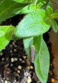 Attēlu rezultāti vaicājumam “Lamprotettix nitidulus”