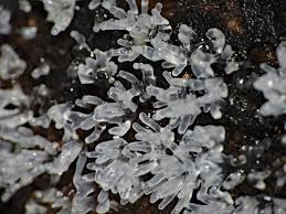 Attēlu rezultāti vaicājumam “Ceratiomyxa fruticulosa”