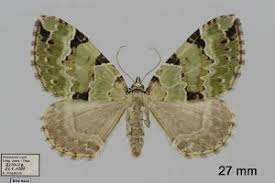 Attēlu rezultāti vaicājumam “Colostygia pectinataria”