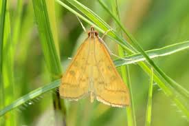 Attēlu rezultāti vaicājumam “Mecyna flavalis”