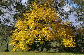 Attēlu rezultāti vaicājumam “Juglans regia”