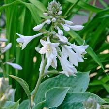 Image result for Hosta sieboldiana 'Elegans'