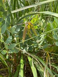 Attēlu rezultāti vaicājumam “Lathyrus japonicus subsp. maritimus fruit”