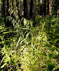 Attēlu rezultāti vaicājumam “Glyceria lithuanica”