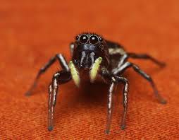 Attēlu rezultāti vaicājumam “Heliophanus sp.”