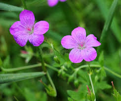 Attēlu rezultāti vaicājumam “Geranium palustre flower”