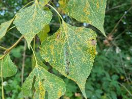 Attēlu rezultāti vaicājumam “Melampsora populnea”