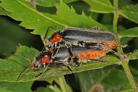 Attēlu rezultāti vaicājumam “Cantharis obscura”