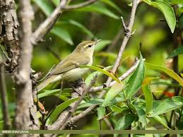 Attēlu rezultāti vaicājumam “Phylloscopus trochiloides”