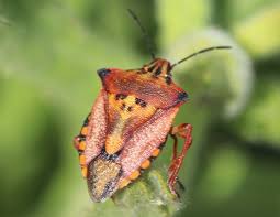 Attēlu rezultāti vaicājumam “Carpocoris sp.”