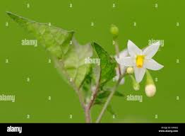 Attēlu rezultāti vaicājumam “Solanum nigrum flower”