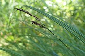 Attēlu rezultāti vaicājumam “Carex cespitosa”