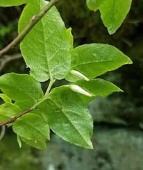 Attēlu rezultāti vaicājumam “Oxycoccus bud”