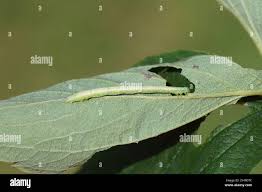 Attēlu rezultāti vaicājumam “Dysstroma truncata”