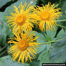 Image result for Telekia speciosa