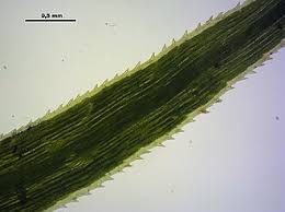 Attēlu rezultāti vaicājumam “Polytrichastrum longisetum”