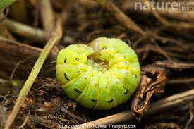 Attēlu rezultāti vaicājumam “Noctua fimbriata larva”