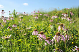 Image result for Echinacea pallida