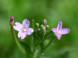 Image result for Weidenröschen