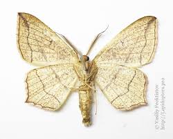 Attēlu rezultāti vaicājumam “Timandra comae”