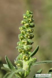 Attēlu rezultāti vaicājumam “Ambrosia artemisiifolia fruit”
